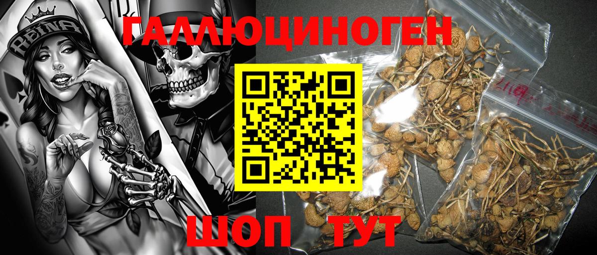 Галлюциногенные грибы GOLDEN TEACHER  закладка  Краснознаменск  Вход с VPN 